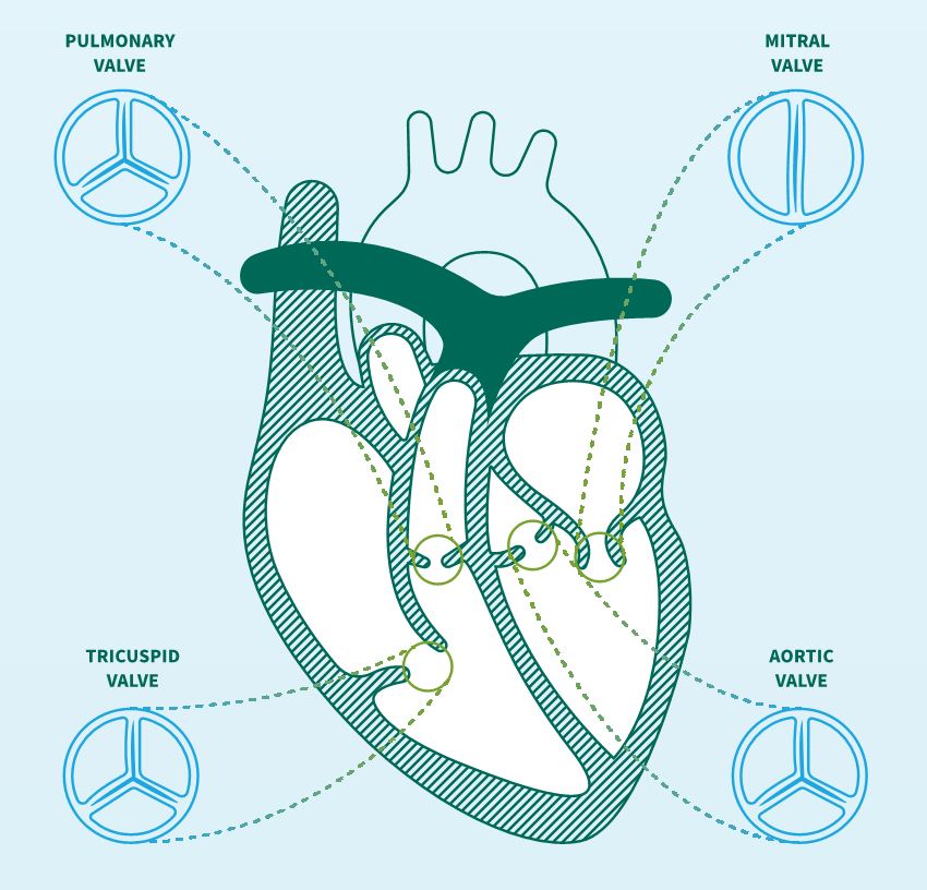 Heart Valve Voice Canada EN